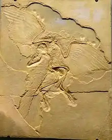  Pedra com ossos fossilizados e marcas de penas