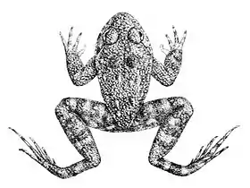 † Nannophrys guentheri