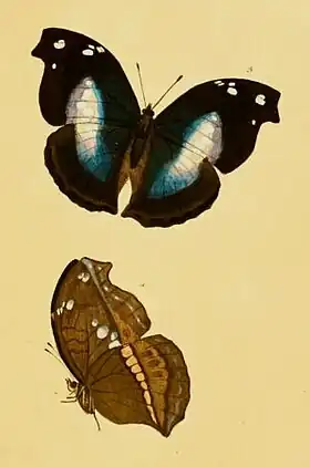 Ilustração (1806) da fêmea da borboleta Napeocles jucunda, único Victorinini com reflexos azulados (mais intenso nos machos) e padrão alar de borboleta-folha.