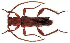 Nathrius brevipennis