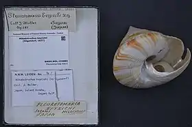 Exemplar de M. beyrichii em museu, com a fenda lateral visível e o interior nacarado.