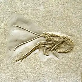 Fóssil de Mecochirus longimanatus.