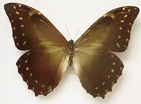 M. hercules (macho), vista superior.