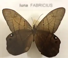 P. luna em museu de Bremen.