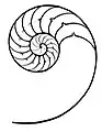 Esquema do interior de uma concha de N. pompilius. Como em todas as espécies de Nautilus ela tem câmaras que servem como tanques de flutuação, permitindo que o animal, que ocupa a última câmara, em sua abertura, mude de profundidade. Sua espiral é convoluta (as últimas voltas engolem as voltas anteriores).