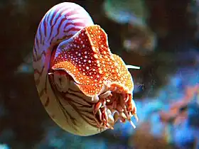 Fotografia de Nautilus pompilius, com o animal, no Aquário da baía de Monterey, Estados Unidos. Esta espécie é frequentemente mantida em aquários públicos e foi criada com sucesso em cativeiro.