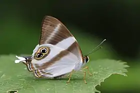 Fotografia da borboleta A. neavei, cujo tipo nomenclatural fora coletado em Entebbe (Uganda), na região afro-tropical.