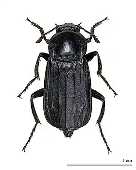 Necrodes littoralis