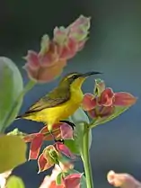 Fêmea de C. j. plateniManado