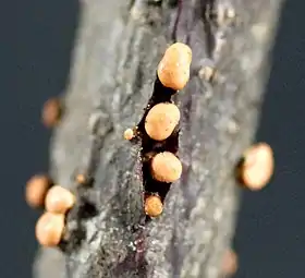 Peritécios de Nectria sp.