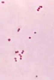 Fotomicrografia da N. meningitidis