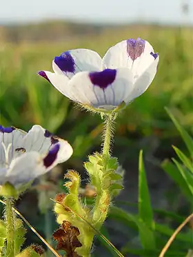 Nemophila maculata