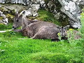 Goral-chinês com filhote, Highland Wildlife Park, Escócia