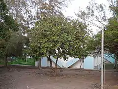 Neocarya macrophylla.