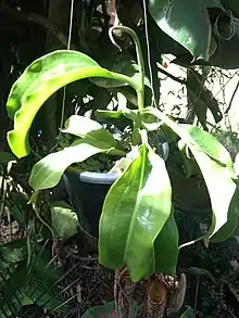 Nephenthes maxima ao sol