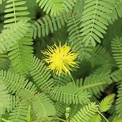 Folhagem e inflorescência de Neptunia oleracea.