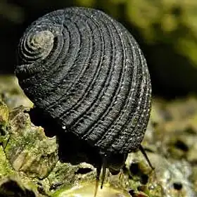 Um molusco Neritidae, da espécie Nerita fulgurans Gmelin, 1791, se alimenta em estuário de North Palm Beach, Flórida.