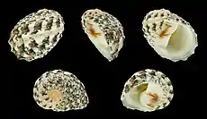 Cinco vistas da concha de Nerita signata Lamarck, 1822, da zona entremarés do Indo-Pacífico; espécime das Filipinas.
