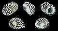 Cinco vistas da concha de Nerita tessellata Gmelin, 1791, da zona entremarés da Flórida à região nordeste do Brasil; espécime de Guadalupe.