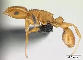 Nesomyrmex angulatus
