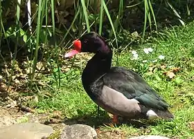 Marrecão(Netta peposaca)