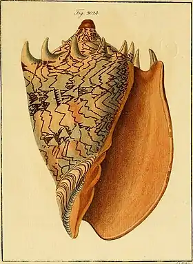 Ilustração de Cymbiola imperialis (ex Voluta imperialis Lightfoot, 1786). Diversos gêneros de moluscos Volutidae já fizeram parte do gênero Voluta, no passado.