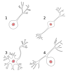 Quatro ilustração referentes aos neurônios unipolar, pseudounipolar, bipolar e multipolar.