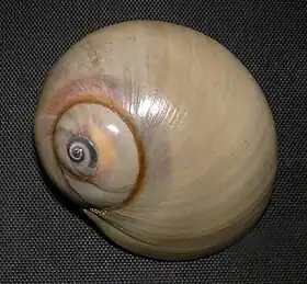 Neverita delessertiana (Récluz, 1843), uma das espécies atlânticas de Naticidae, encontrada nas costas da Flórida, EUA, ao restante do golfo do México. Pertence à subfamília Polinicinae.