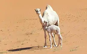 Um dromedário com filhote no deserto.