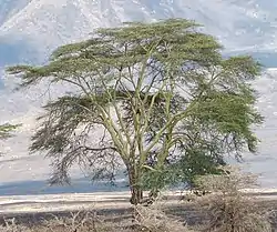 Vachellia xanthophloea (Ngorongoro).