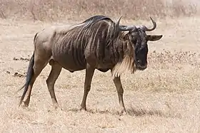 Gnu-de-cauda-preta na cratera de Ngorongoro, Tanzânia