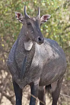 Nilgó (Boselaphus tragocamelus)