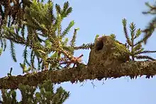 Ninho de joão-de-barro em uma Araucaria angustifolia