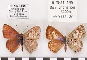 Niphanda asialis Tailândia