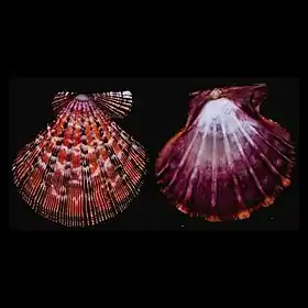 Valvas de uma concha de N. nodosus, coletada no mar do Caribe; espécime da coleção do Museu de História Natural, em Leiden, Holanda.