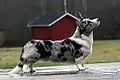 Cardigan Welsh Corgi merle