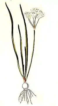 Nothoscordum striatum