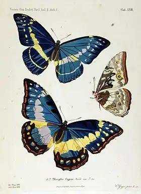 O macho de M. cypris é a borboleta azul, acima, de asas abertas, e à direita, de asas fechadas, nesta ilustração do ano de 1864. A fêmea (forma azul) está embaixo.