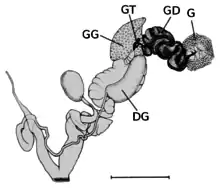 Sistema reprodutivo de um molusco