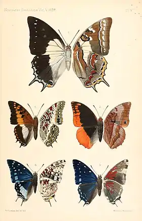 Ilustração de Walter Rothschild (1898) com borboletas Charaxini dos gêneros Polyura (acima) e Charaxes, vista superior (esquerda) e inferior (direita); em ordem de leitura, Polyura jupiter, Charaxes ansorgei, Charaxes protoclea ssp. azota, Charaxes etesipe ssp. tavetensis e Charaxes etesipe. No início do século XXI foi proposta, através de sequenciamento de DNA, a fusão de ambos os gêneros.