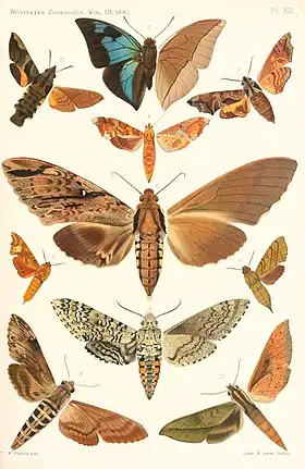 A. splendida é a única borboleta, acima, nesta gravura de seu denominador de gênero e espécie, Rothschild, em 1894, retirada da obra Novitates Zoologicae. O restante são mariposas, ou traças, Sphingidae.