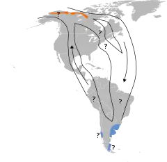 Possível distribuição do maçarico-esquimó