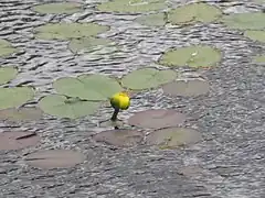 Folhas cordadas de Nuphar variegata.