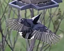 De costas, antes do pouso.