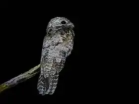 Espécime avistado em Apiacás, Mato Grosso