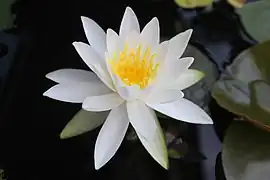 Nymphaea no Japão