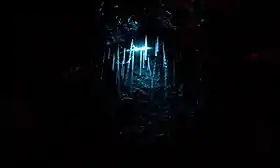 Arachnocampa luminosa numa gruta da Nova Zelândia