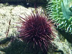 Paracentrotus lividus