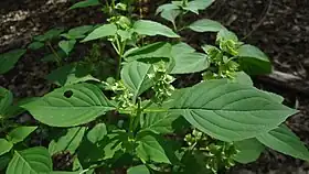 Ocimum campechianum Mill.