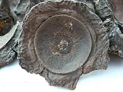 Cúpulas secas de ispinku (Ocotea quixos).